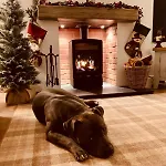 Woodland Cottage - Private Courtyard - Pet Friendly Retreat In The Heart Of Windermere