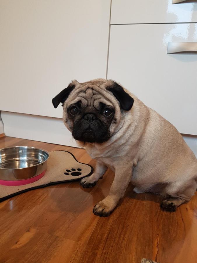 Apartment Oak Leaf, Dog Friendly *