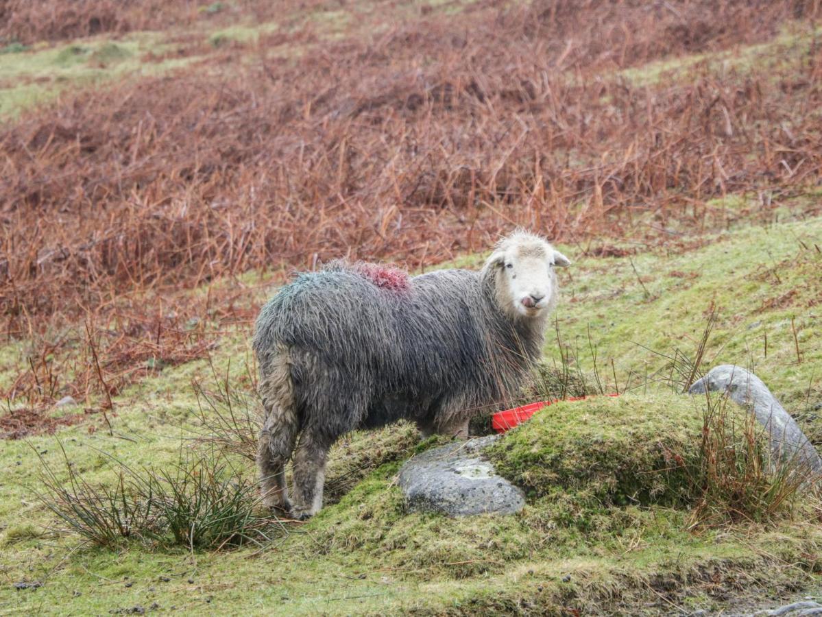Lamb * Windermere