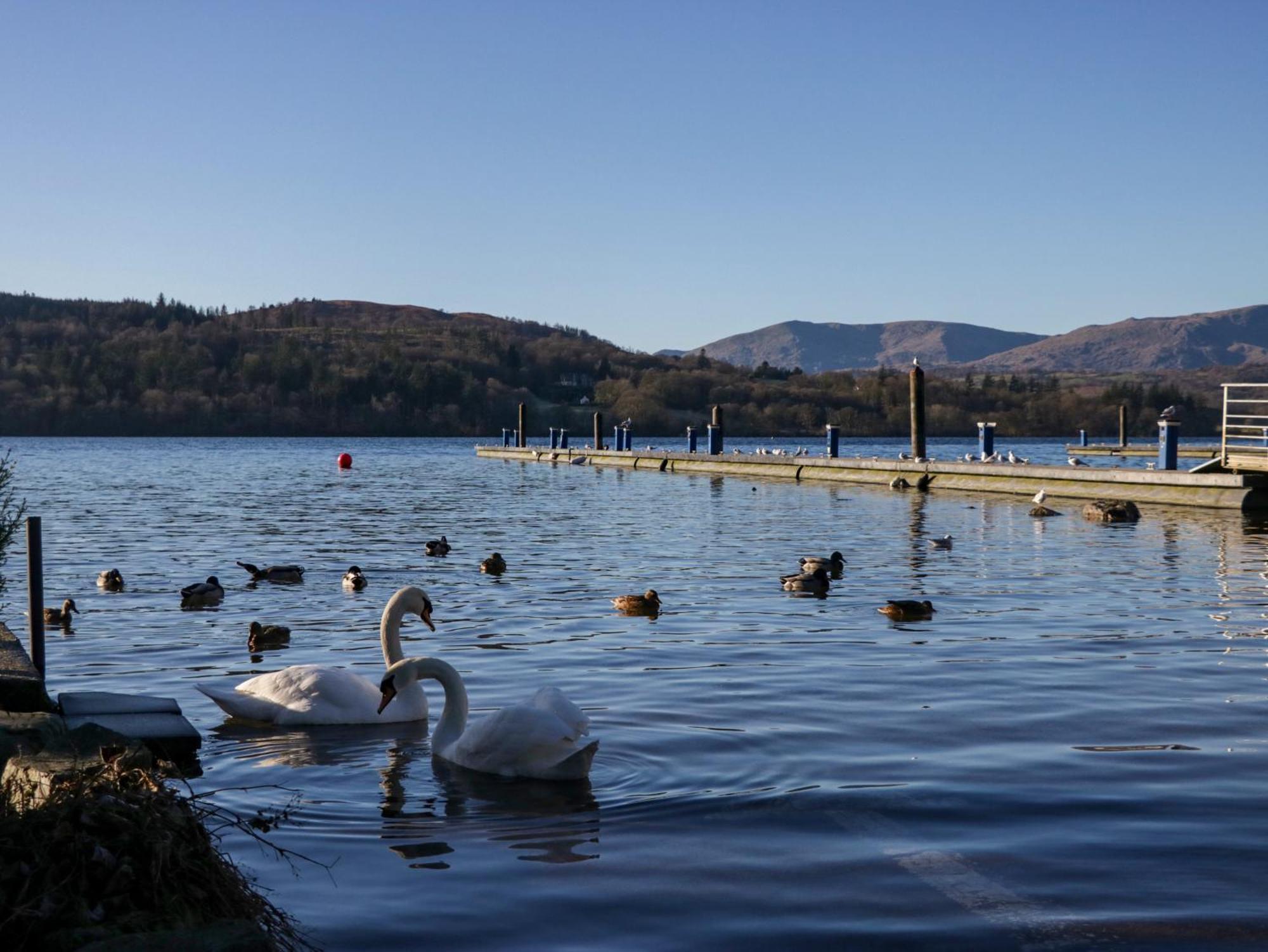 Lily Rose * Windermere
