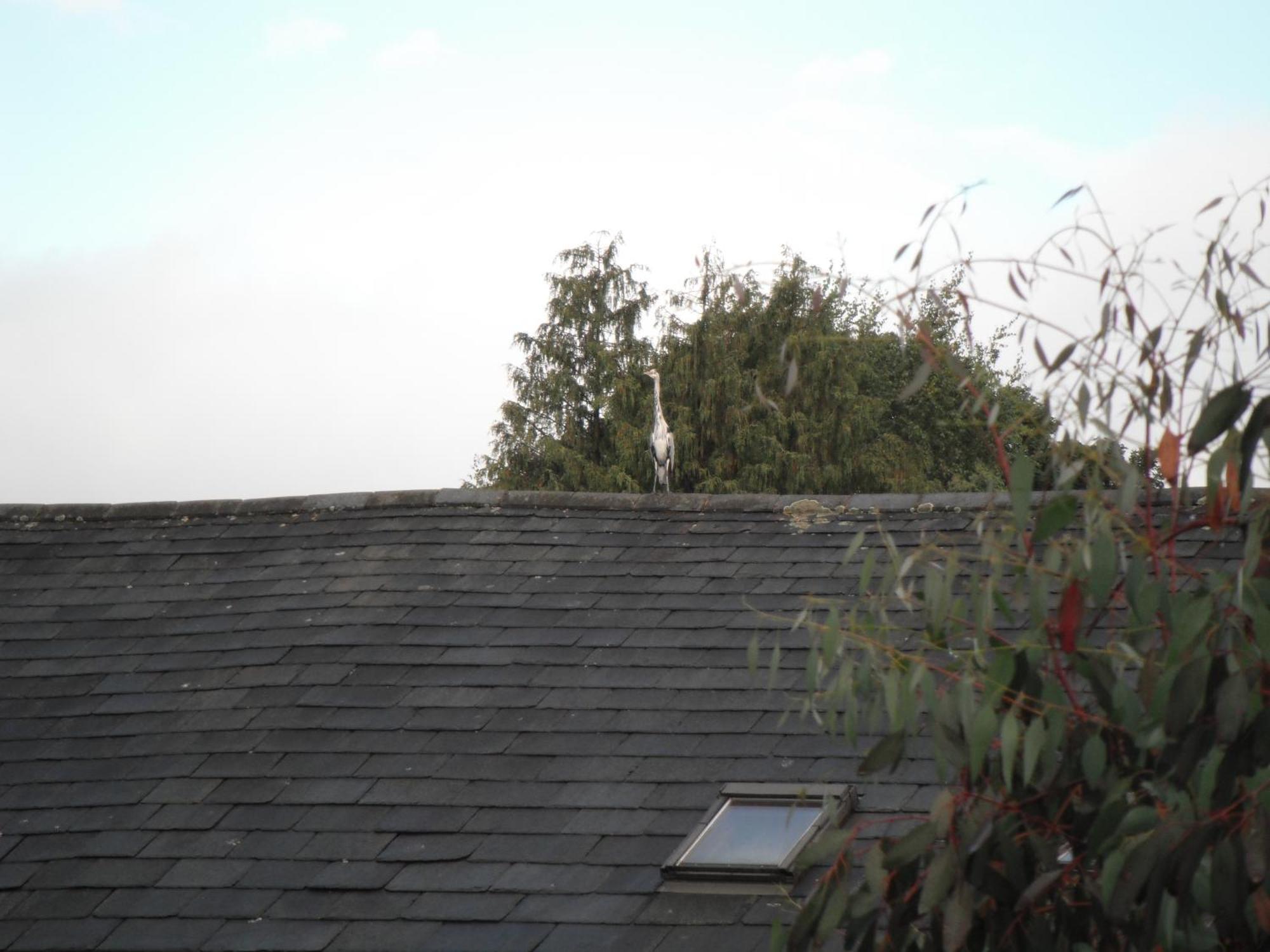 Bed & Breakfast Laurel 4*