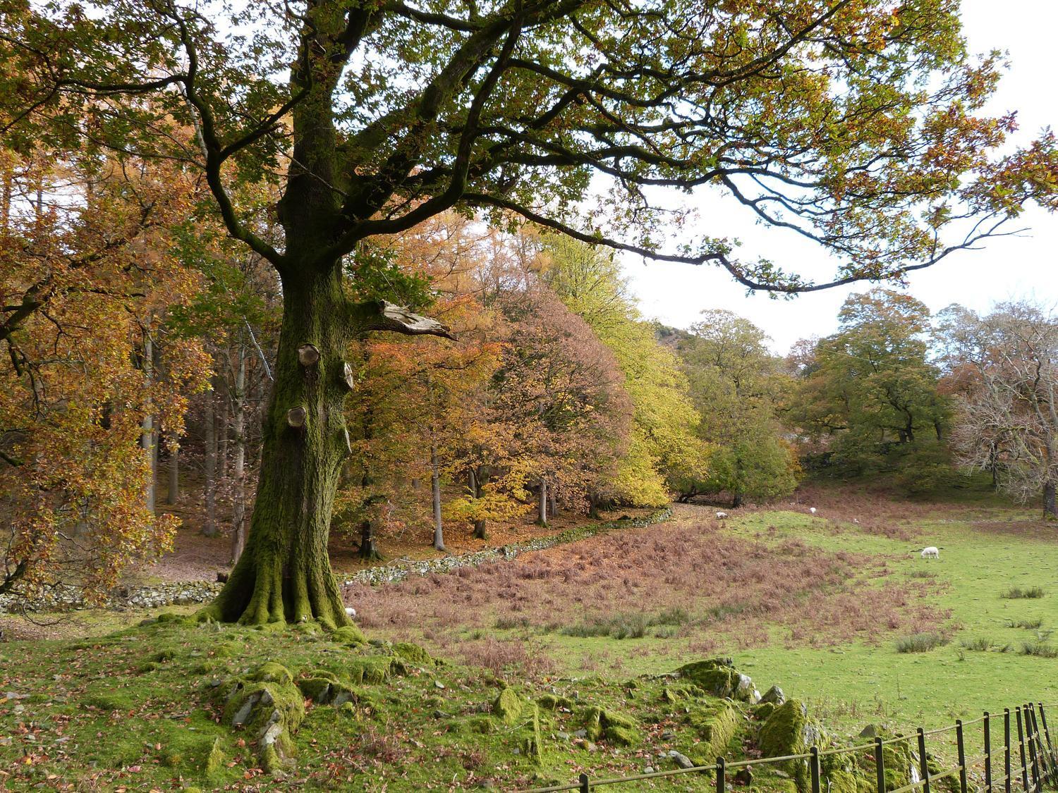 Holiday home The Oaks *